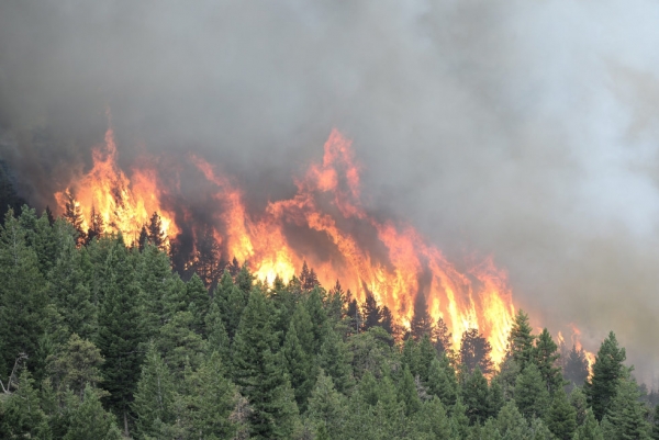Ущерб от лесных пожаров в России известен. Финансов на борьбу с пожарами не хватает