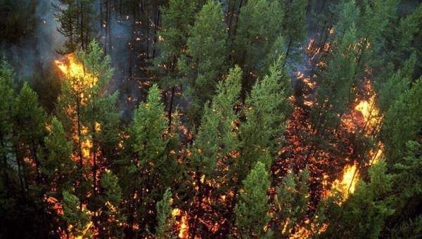 Что стало причиной крупнейших лесных пожаров в Сибири?